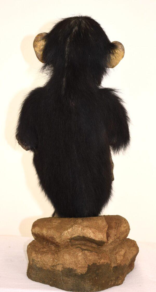 Taxidermy Chimpanzee - Image 5