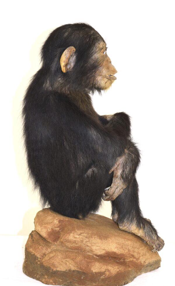 Taxidermy Chimpanzee - Image 6