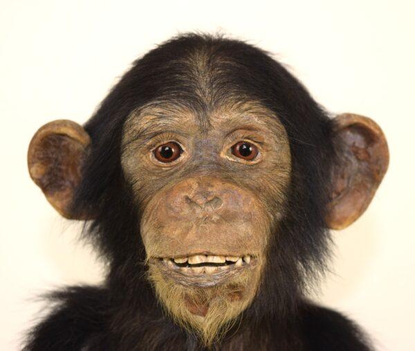 Taxidermy Chimpanzee - Image 7