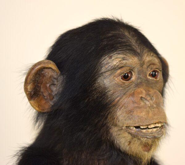 Taxidermy Chimpanzee - Image 8