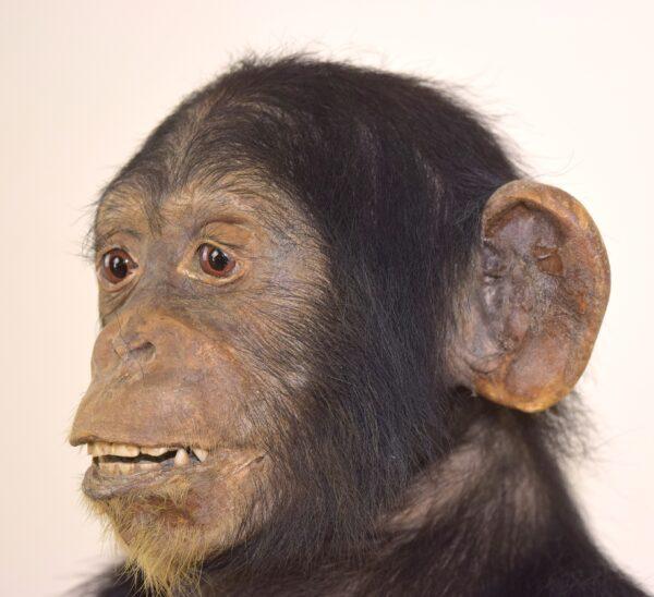 Taxidermy Chimpanzee - Image 9