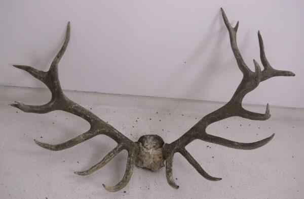 Extinct Irish Red Deer Skull and Antlers