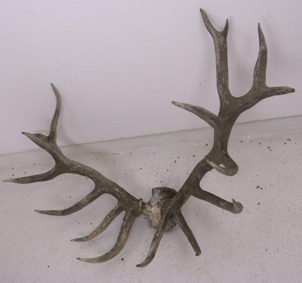 Extinct Irish Red Deer Skull and Antlers - Image 2