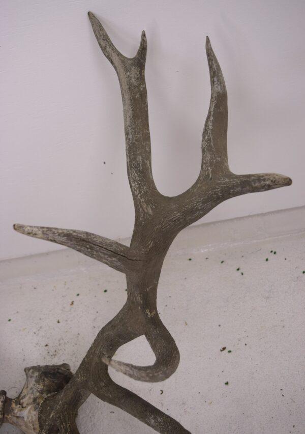 Extinct Irish Red Deer Skull and Antlers - Image 3