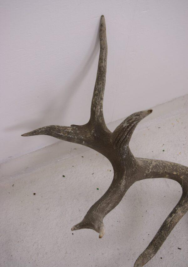 Extinct Irish Red Deer Skull and Antlers - Image 4