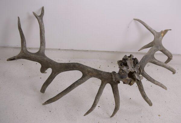 Extinct Irish Red Deer Skull and Antlers - Image 5