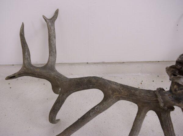 Extinct Irish Red Deer Skull and Antlers - Image 6
