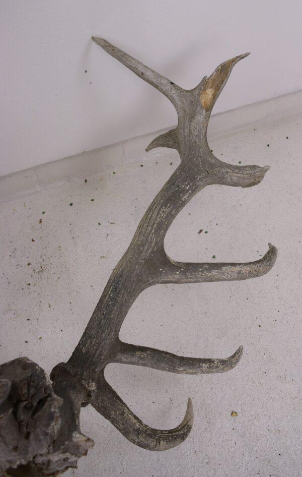 Extinct Irish Red Deer Skull and Antlers - Image 7