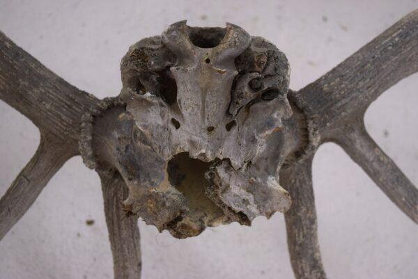 Extinct Irish Red Deer Skull and Antlers - Image 8