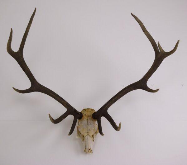 Skull and Antlers Hangul or Kashmir Red Deer