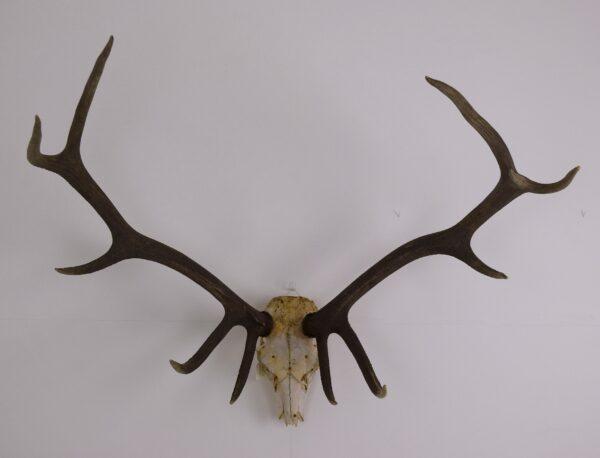 Skull and Antlers Hangul or Kashmir Red Deer - Image 2