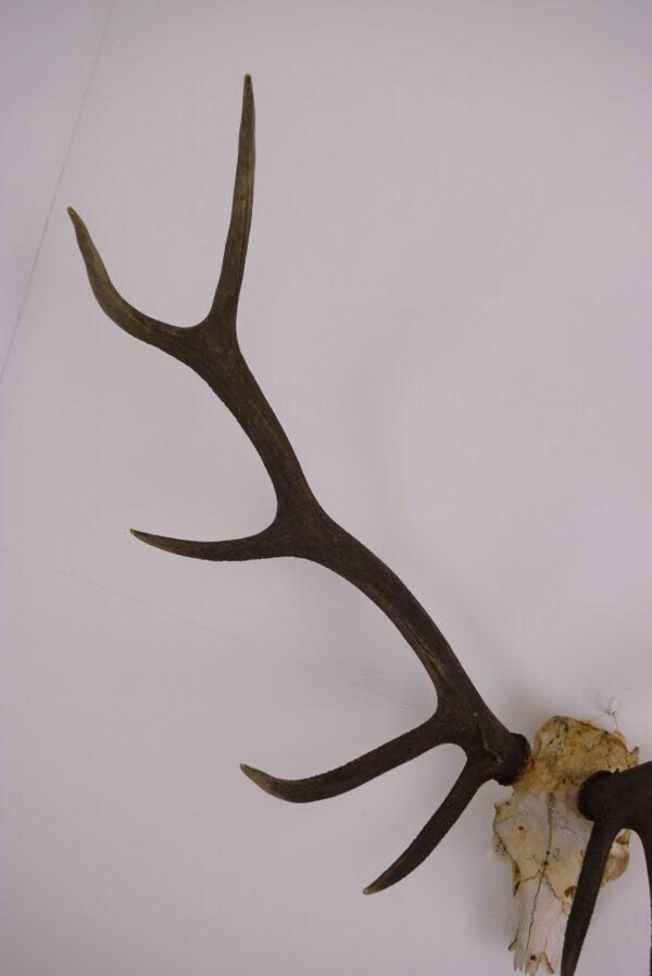 Skull and Antlers Hangul or Kashmir Red Deer - Image 3