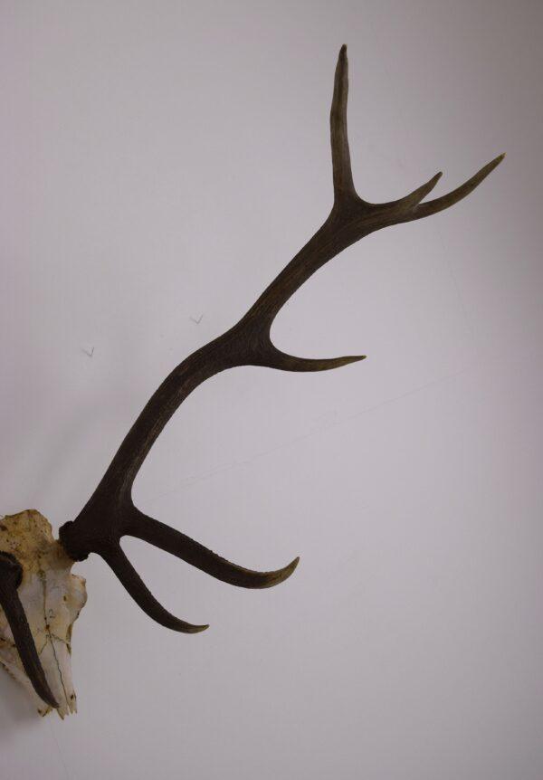 Skull and Antlers Hangul or Kashmir Red Deer - Image 4