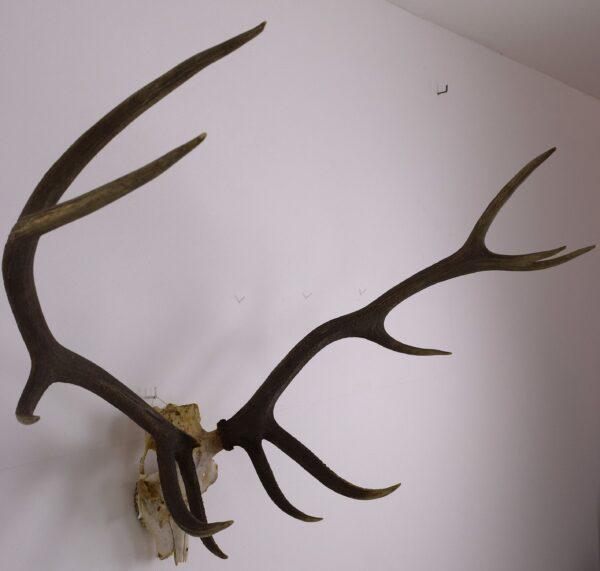 Skull and Antlers Hangul or Kashmir Red Deer - Image 6