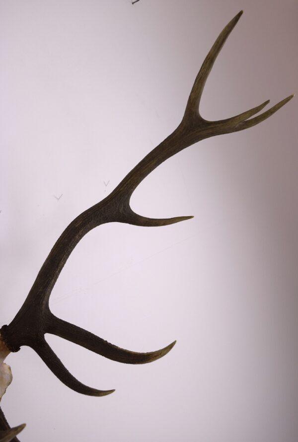 Skull and Antlers Hangul or Kashmir Red Deer - Image 7