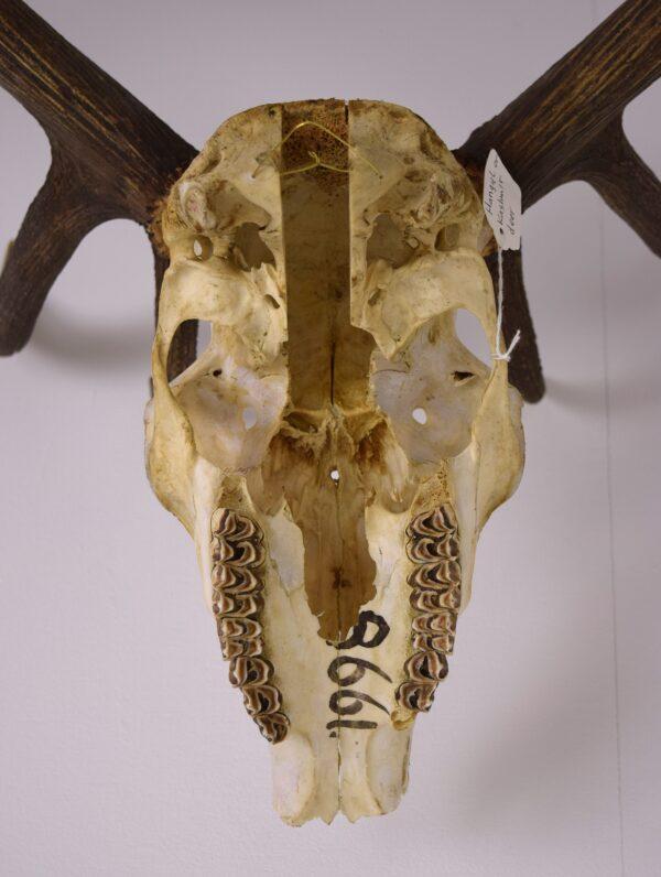 Skull and Antlers Hangul or Kashmir Red Deer - Image 8
