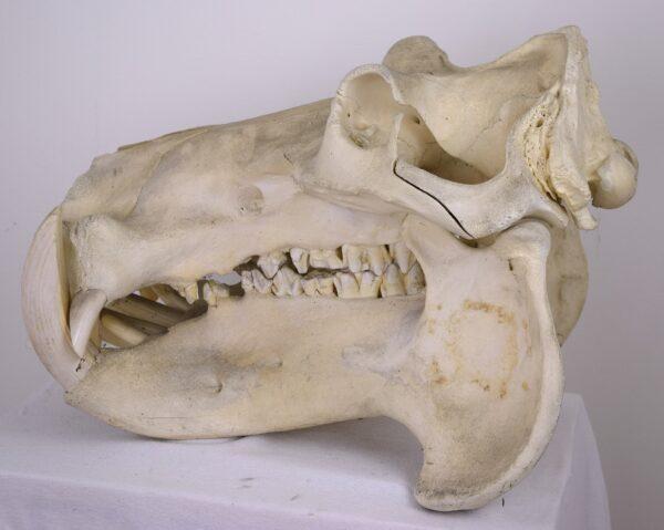 Skull Hippopotamus - Image 2