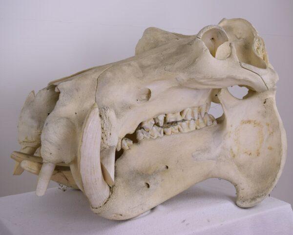 Skull Hippopotamus