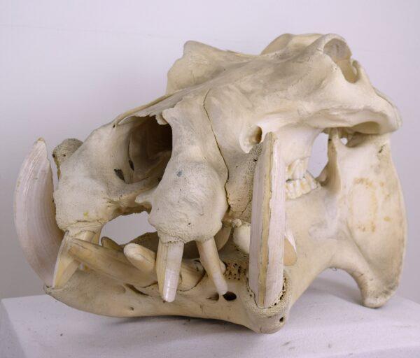 Skull Hippopotamus - Image 3