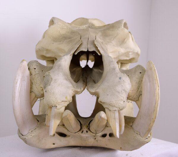 Skull Hippopotamus - Image 4
