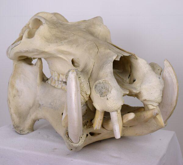 Skull Hippopotamus - Image 5