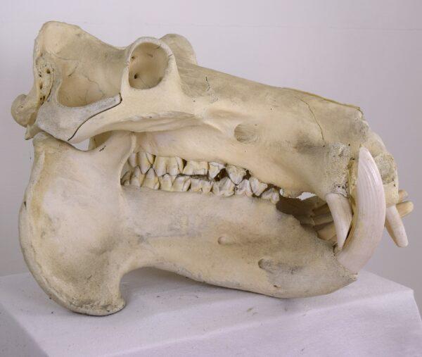 Skull Hippopotamus - Image 6