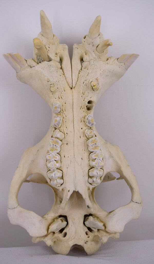 Skull Hippopotamus - Image 7