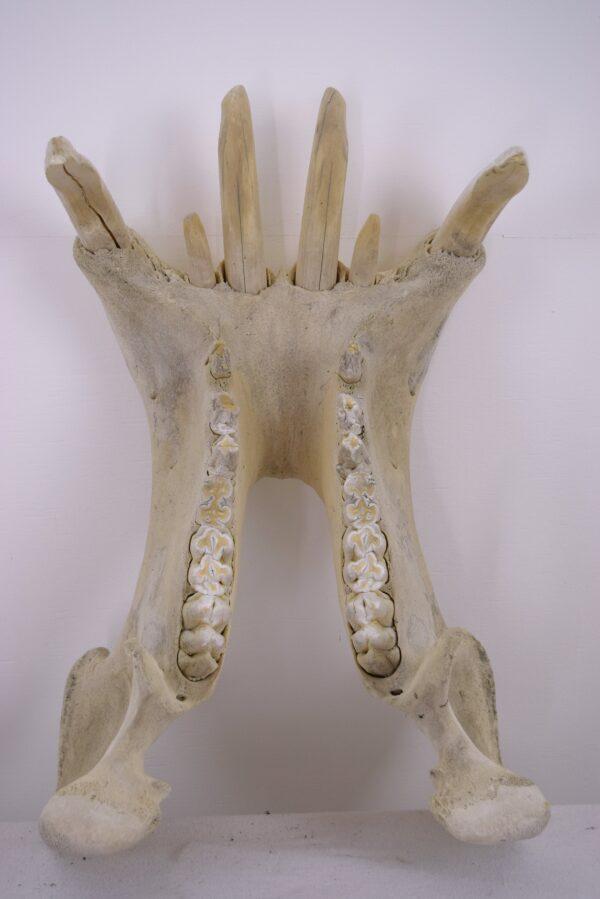 Skull Hippopotamus - Image 8