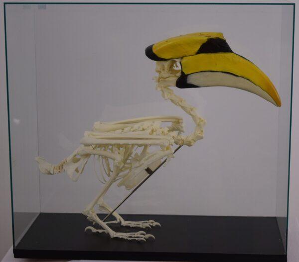 Skeleton Great Hornbill