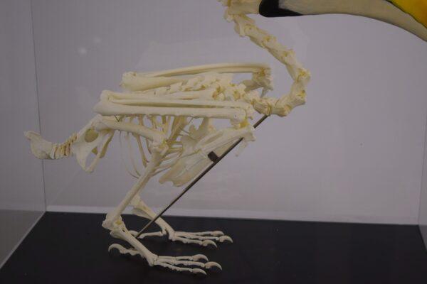 Skeleton Great Hornbill - Image 3
