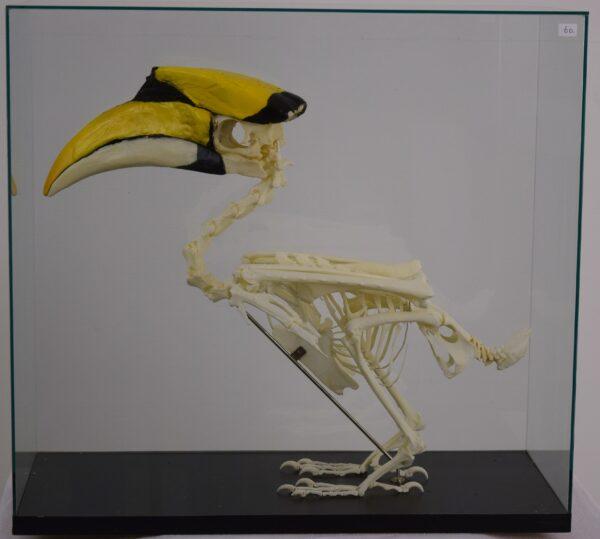 Skeleton Great Hornbill - Image 5