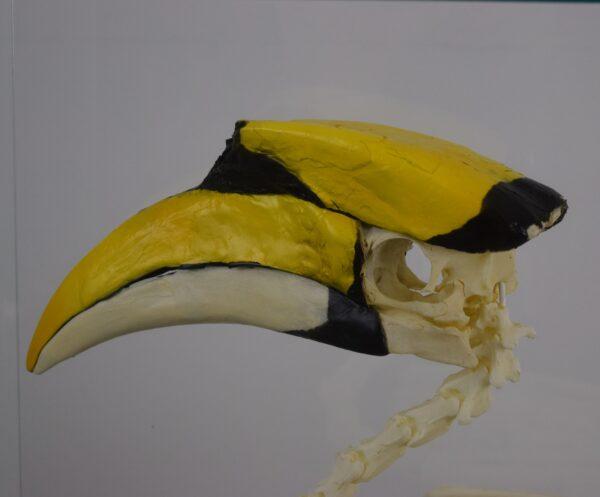 Skeleton Great Hornbill - Image 6