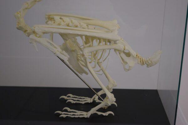 Skeleton Great Hornbill - Image 7