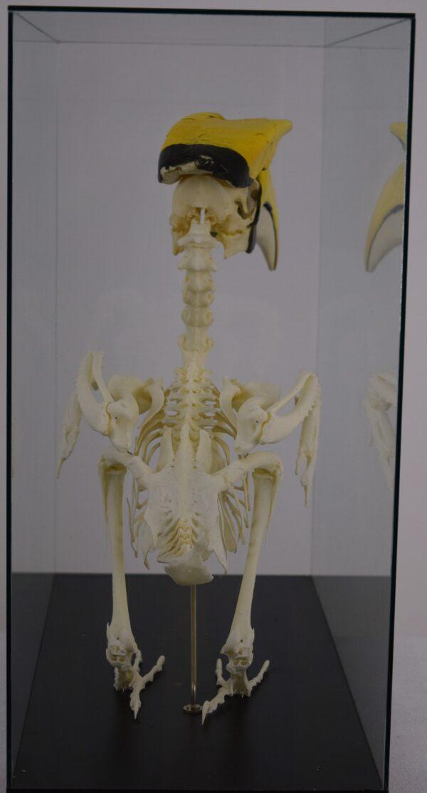 Skeleton Great Hornbill - Image 8