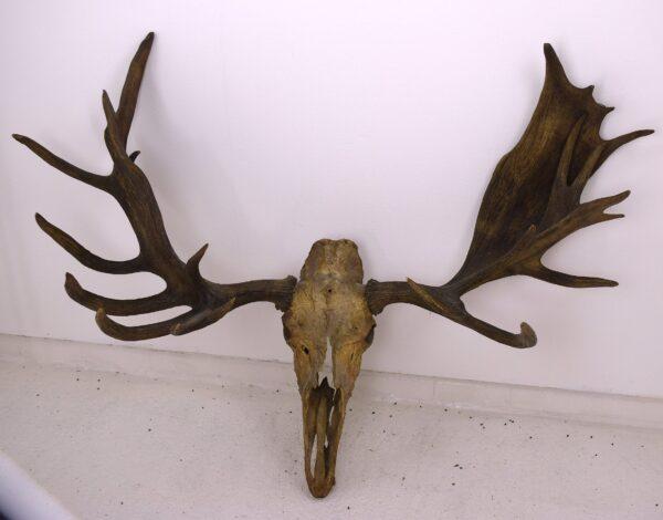 Moose Skull and Antlers