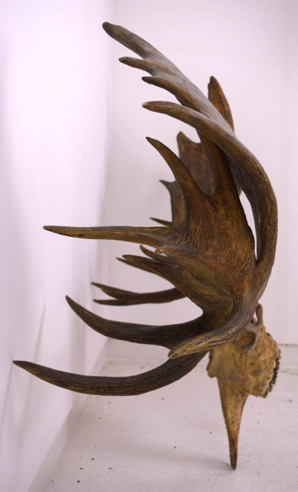 Moose Skull and Antlers - Image 10