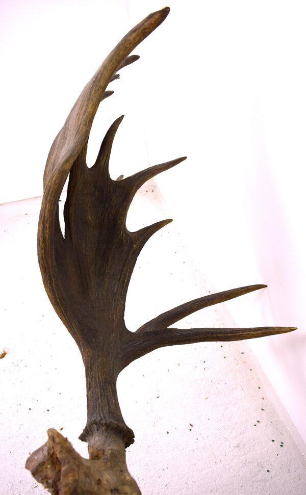 Moose Skull and Antlers - Image 11