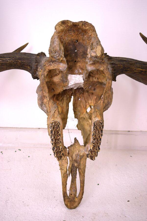 Moose Skull and Antlers - Image 12