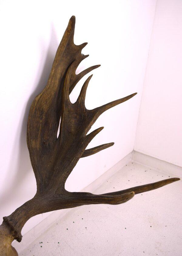 Moose Skull and Antlers - Image 3
