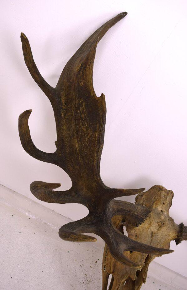 Moose Skull and Antlers - Image 4