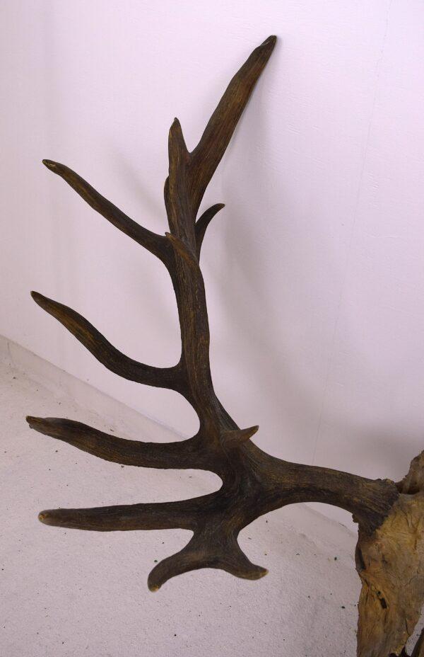 Moose Skull and Antlers - Image 5