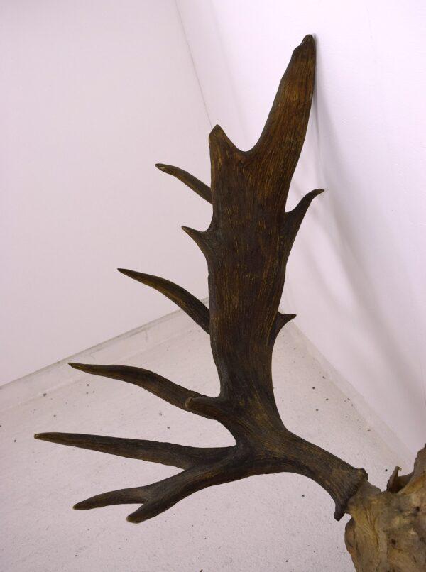 Moose Skull and Antlers - Image 6