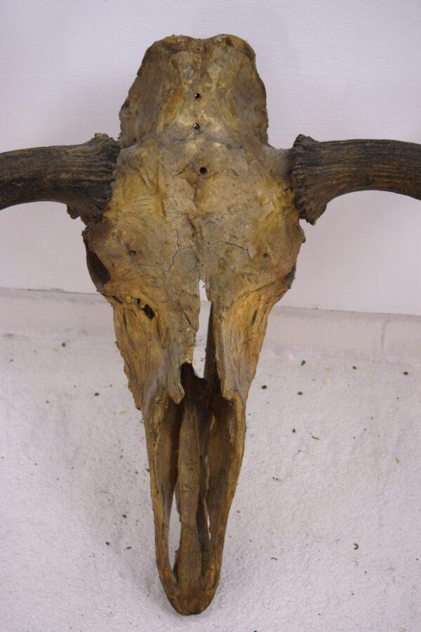 Moose Skull and Antlers - Image 7