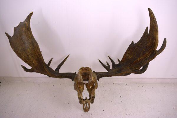 Moose Skull and Antlers - Image 8