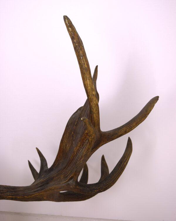 Moose Skull and Antlers - Image 9