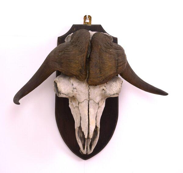 Skull and Horns Musk Ox - Image 2