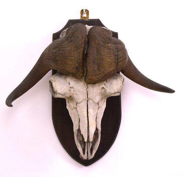 Skull and Horns Musk Ox - Image 3