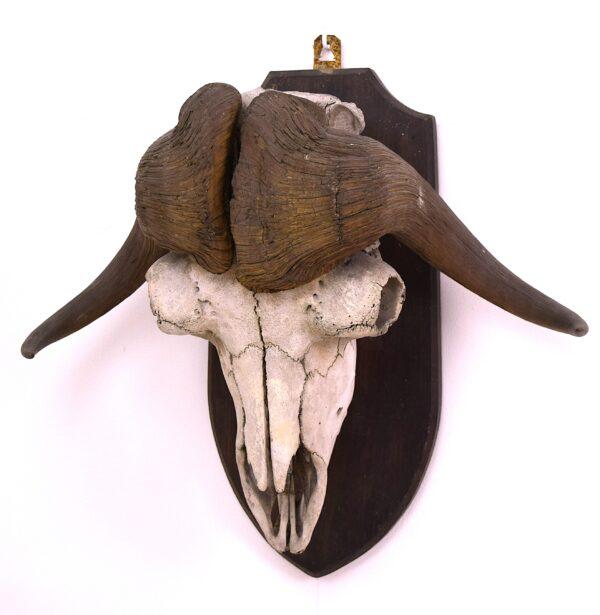 Skull and Horns Musk Ox - Image 4