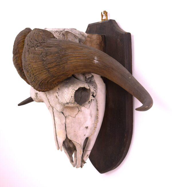 Skull and Horns Musk Ox
