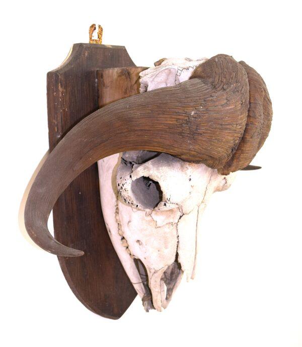 Skull and Horns Musk Ox - Image 5